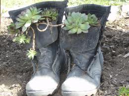 hens and chicks in boots